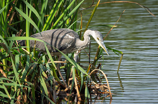 Great Grey Heron perched beside a lake in Gosforth Park Nature Reserve in springtime