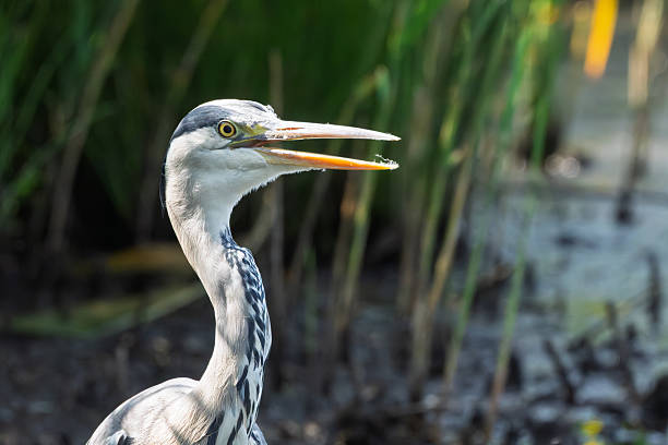 Great Grey Heron perched beside a lake in Gosforth Park Nature Reserve in springtime