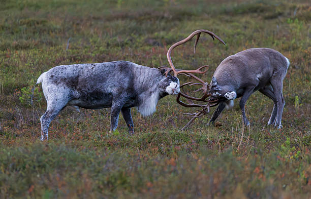 istock Two bull reindeers fighting with entangled antlers on a mountain field 2234643390