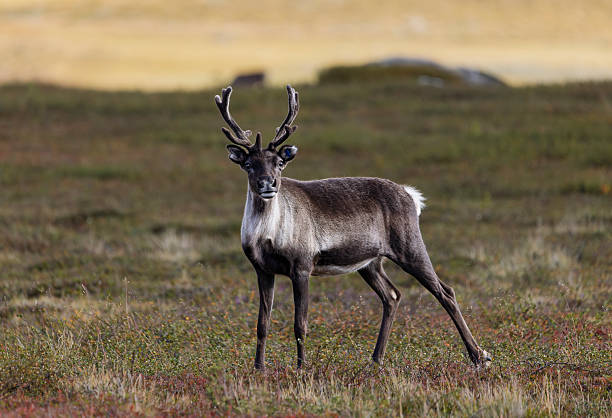 A reindeer came running across the mountain and stopped to take a look. The area is visited by tourists and hikers so the reindeers are used to people but don´t like to get too close.
