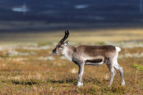 This small reindeer stopped and stood still for a few seconds while grazing in the mountain field. In the background there are some smaller lakes and a lot of open areas. Tourists and hikers are common in this area of Flatruet.