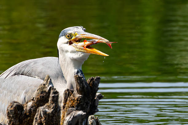 The heron is an easily recognised, grey-backed bird, with long legs, a long, white neck, bright yellow bill and a black eyestripe that continues as long, drooping feathers down the neck. Flies with its long legs stretched out, but its neck pulled in