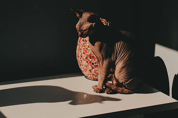 Sphynx cat bathed in sunlight. A beautiful sphinx cat sits on a table next to a mosaic vase, with sunlight casting dramatic shadows. A shadow of a cat on the table. Contrast animal photography.