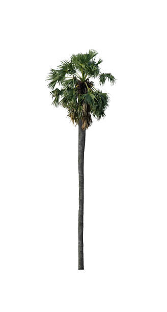 istock sugar palm that are isolated on a white background 2234645141