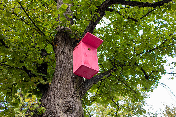 Bird boxes offer a safe nesting site and are a vital way to support bird populations in cities. This one photographed in Helsinki.