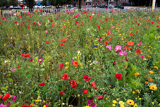 istock Wild flowers planted in the city 2234652746