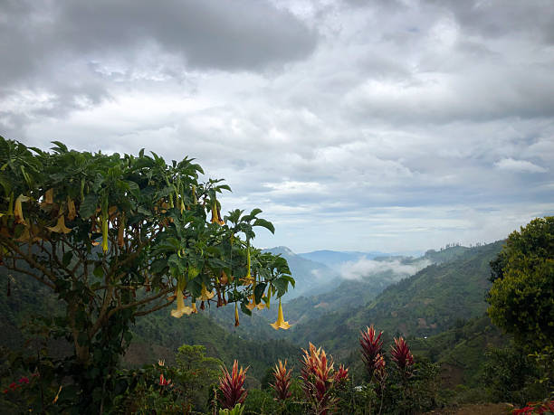 A stunning view of a mountain valley framed by clouds and mist, with yellow Angel’s Trumpet flowers and colorful plants in the foreground.