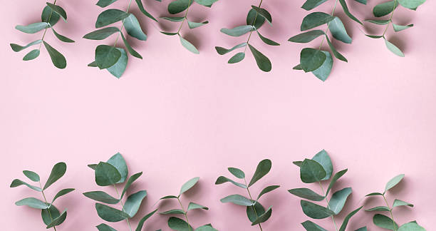 istock Top view of eucalyptus foliage forming a patterned frame against a soft pink background with empty text space 2234654038