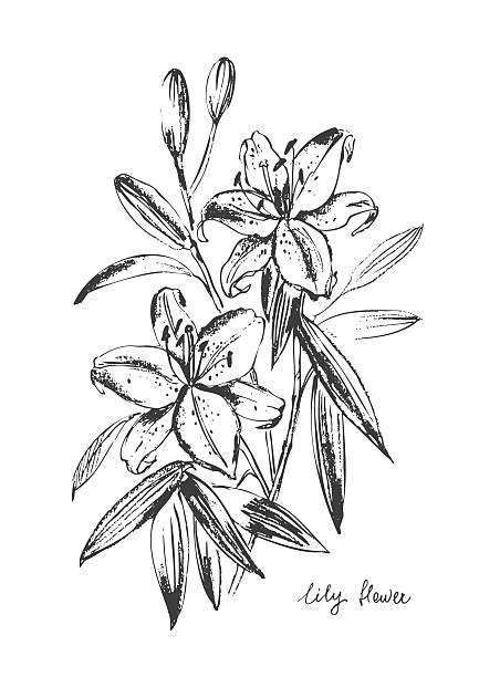 istock Hand drawn ink lily flower illustration. Garden plant background. Floral bouquet. 2234656813