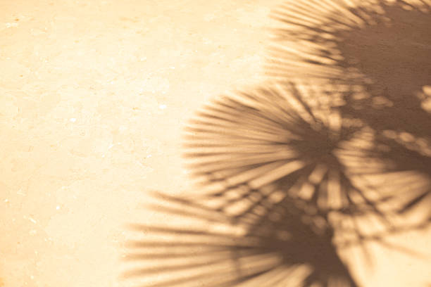 istock Palm tree shadow creating a tropical vibe on a sunny wall 2234657161