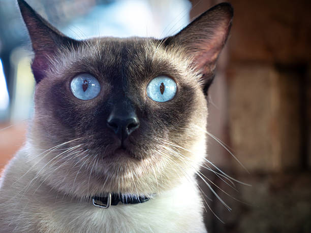 A charming Siamese cat with striking wide blue eyes and a dark collar appears to make a comical expression. This close-up portrait captures the cat's unique personality and playful gaze, perfect for adding character to various pet-related themes