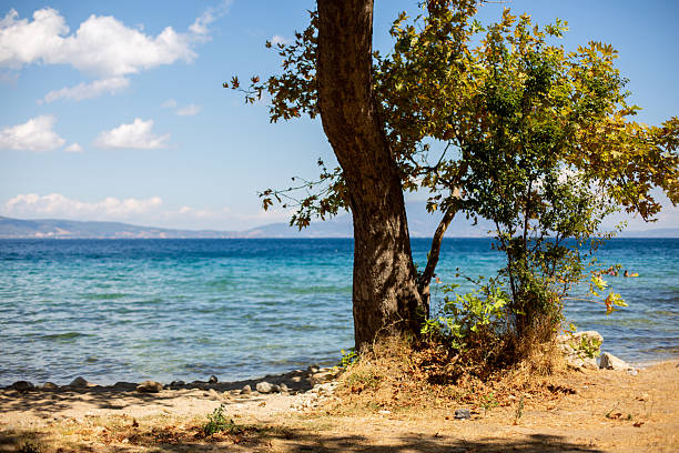 istock Oriental plane tree providing shade on a greek beach overlooking tranquil turquoise aegean sea 2234657632