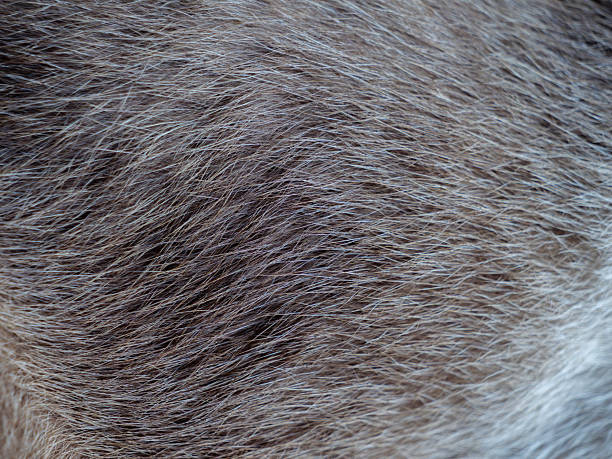 istock The Siamese Cat Body Fur Texture 2234657633