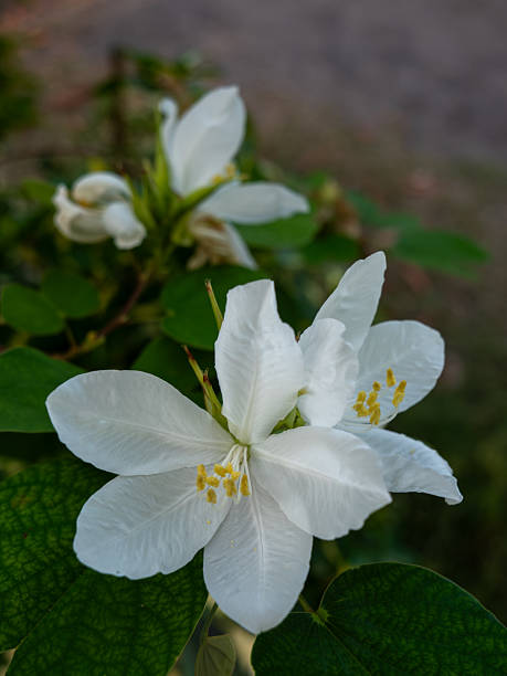 istock The White Bauhinia Flower Bloom 2234657673
