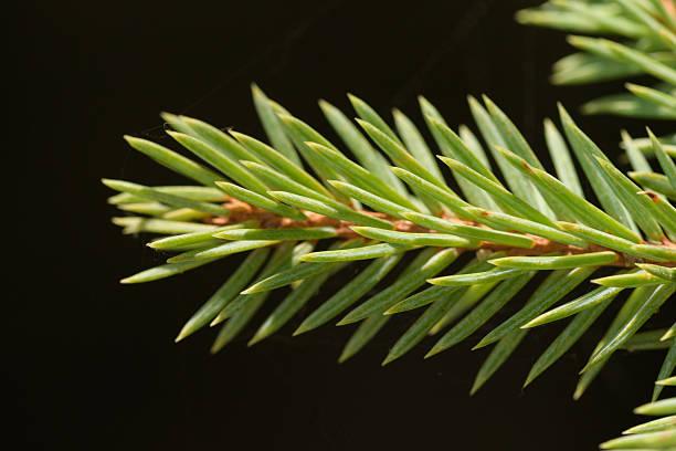 A detailed macro shot captures the vibrant green needles of a fir tree branch, beautifully contrasted against a stark black background. The image highlights the intricate details and texture of the evergreen foliage, conveying a sense of natural beauty and tranquility.