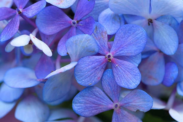 This close-up photograph showcases the delicate beauty of blue hydrangea flowers in full bloom. The image captures the intricate details of the petals, with a vibrant color palette and soft lighting that evokes a sense of tranquility and natural elegance. Perfect for floral, garden, and botanical themes.