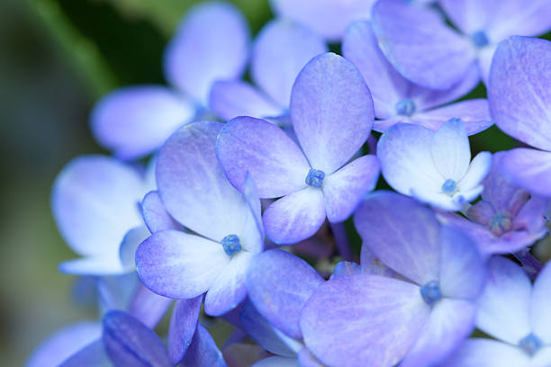 This close-up photograph showcases the delicate beauty of blue hydrangea flowers in full bloom. The image features a shallow depth of field, highlighting the intricate details of the petals and creating a soft, dreamy mood. Ideal for botanical themes, spring imagery, and nature backgrounds.
