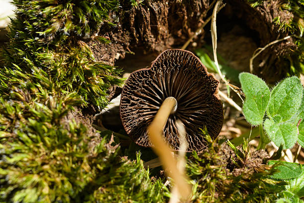 A detailed close-up captures the intricate texture of a brown mushroom's gills, nestled among vibrant green moss and small plants in a natural forest setting. The high-angle view emphasizes the mushroom's unique structure and the surrounding verdant environment, creating a scene of natural beauty and mycological interest.