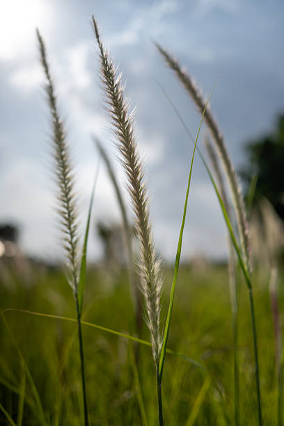 istock Feather-like Grass Swaying in the Breeze Against a Cloudy Sky 2234658953