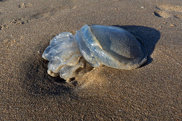 istock Stranded jellyfish at the beach 2234659526