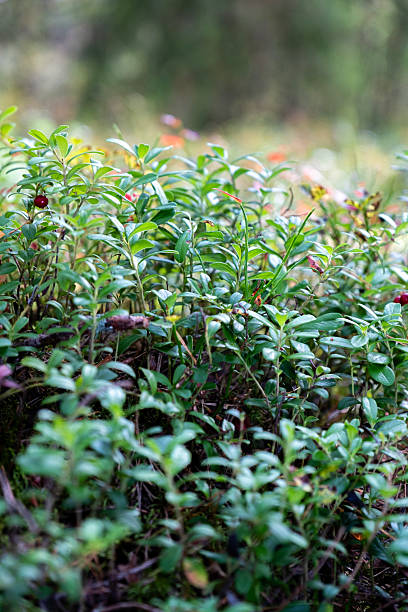 Lingonberry bushes with red berries, close-up.