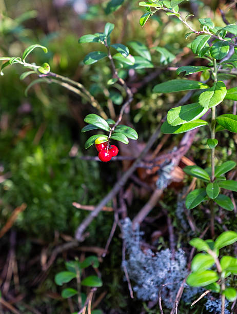 Lingonberry bushes with red berries, close-up.