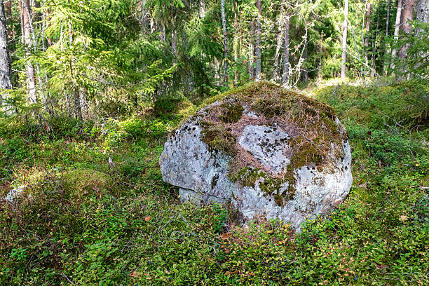 Large rock covered with moss in a spruce forest, sunlight.