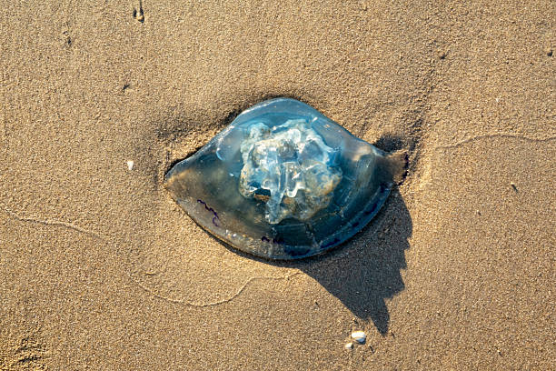 istock Stranded jellyfish at the beach 2234659872