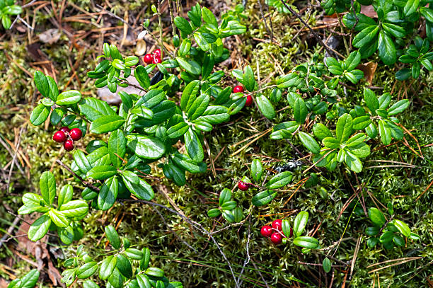 Lingonberry bushes with red berries, close-up.