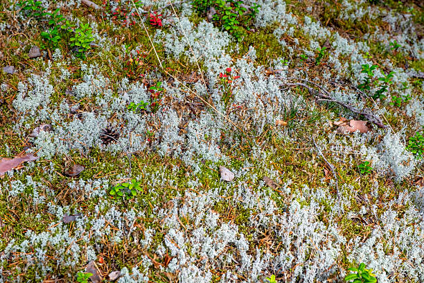 istock Moss and lingonberry top view. Background photo. 2234660427