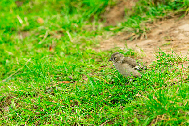 Sparrow sits in the grass in his own garden