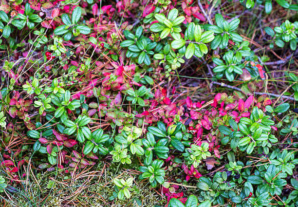 Lingonberry bushes with red berries, close-up.