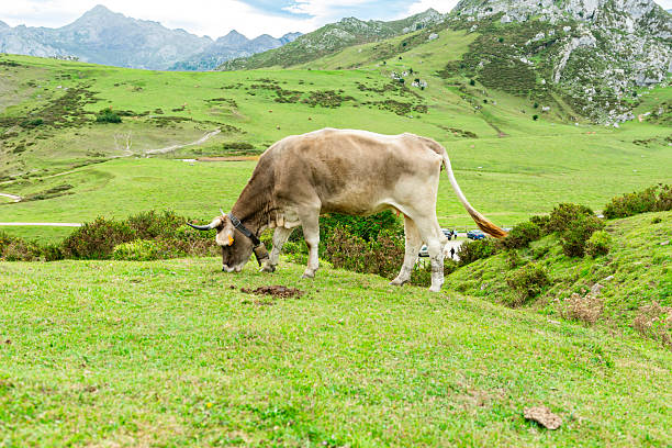 Light brown cow peacefully grazing on a green mountainside pasture