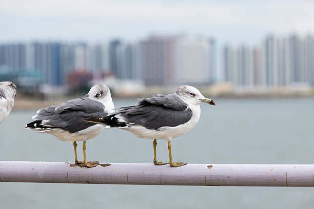 istock seagulls perching on the railings at the harbor 2234661903