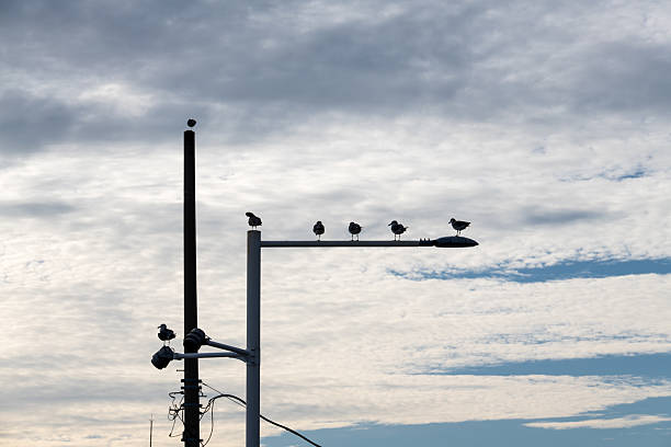 Seagulls on the pier Bay Ridge Brooklyn, NY