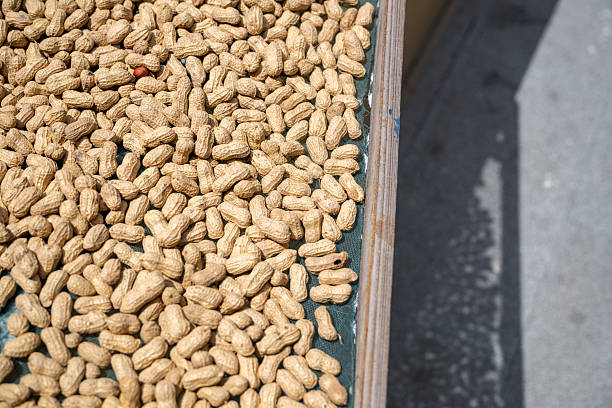 Dried Peanuts Spread Out on a Wooden Board for Sun Drying
