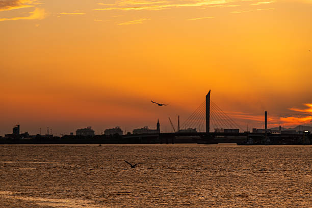 idyllic seascape with a wildlife