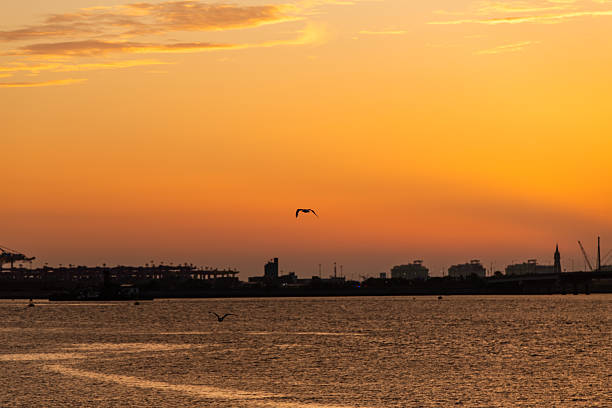 idyllic seascape with a wildlife