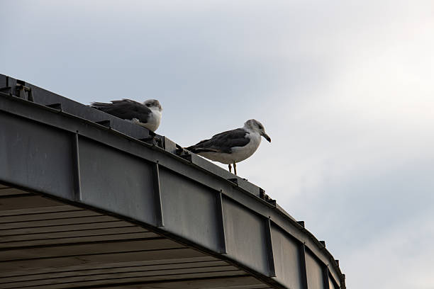 wildlife at the seaside
