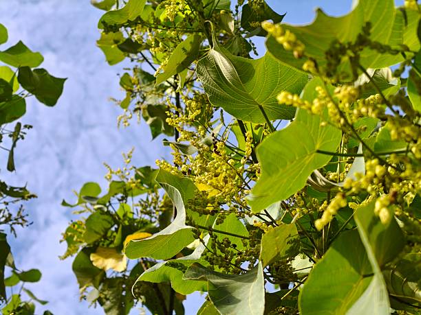 istock Close-up of Macaranga Tanarius Tree Foliage 2234666686