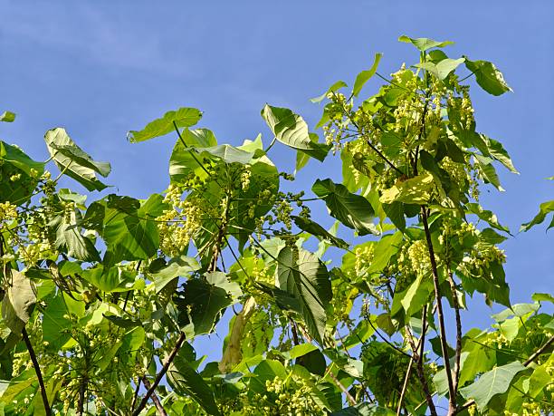 istock Close-up of Macaranga Tanarius Tree Foliage 2234666932