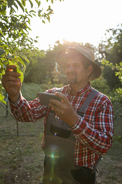 istock Orchard Worker Taking Photo Of Pears On Tree 2234667307