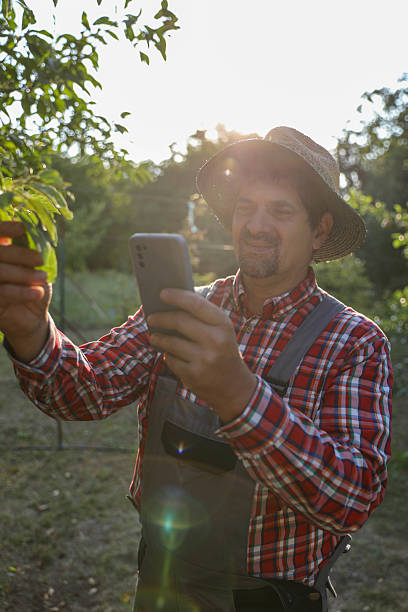 istock Harvest Readiness Inspection With Smartphone In Orchard 2234667334
