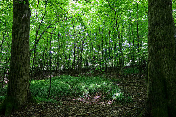 istock Sunlight filters through dense tree canopies, creating a play of light and shadow on the forest floor covered in green undergrowth. This scene conveys the freshness, tranquility, and mysterious beauty of a natural woodland. 2234668697