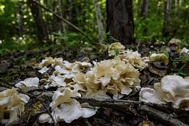 mushrooms on the ground in the forest
