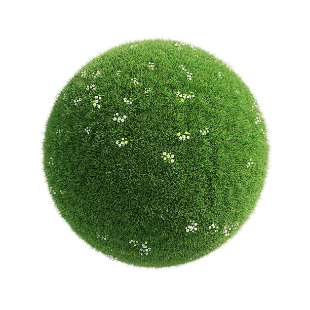 3d render Round Ball Shape Made of Grass and Daisies, (İsolated On White and Clipping Path)