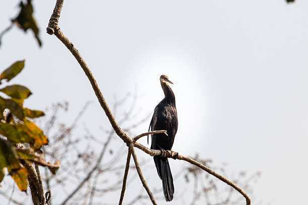 istock Oriental Darter Perched on Tree Branch at Chitwan 2234671053