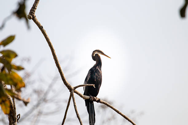istock Oriental Darter Perched on Tree Branch at Chitwan 2234671062