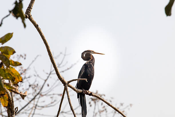istock Oriental Darter Perched on Tree Branch at Chitwan 2234671063