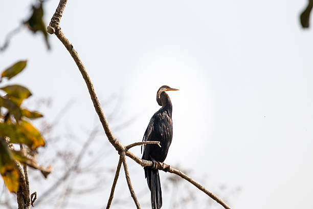 istock Oriental Darter Perched on Tree Branch at Chitwan 2234671064